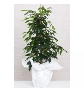 ficus benjamin