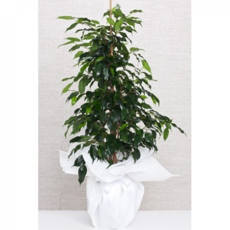ficus benjamin